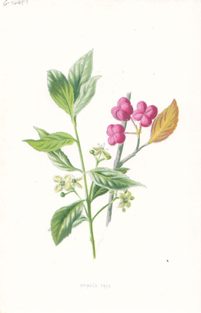 FLOWERS. Spindle-Tree c1895 old antique vintage print picture